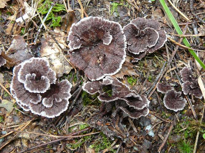 Thelephora caryophyllea